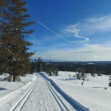 Turtips på ski: Vestafor Svaenlia