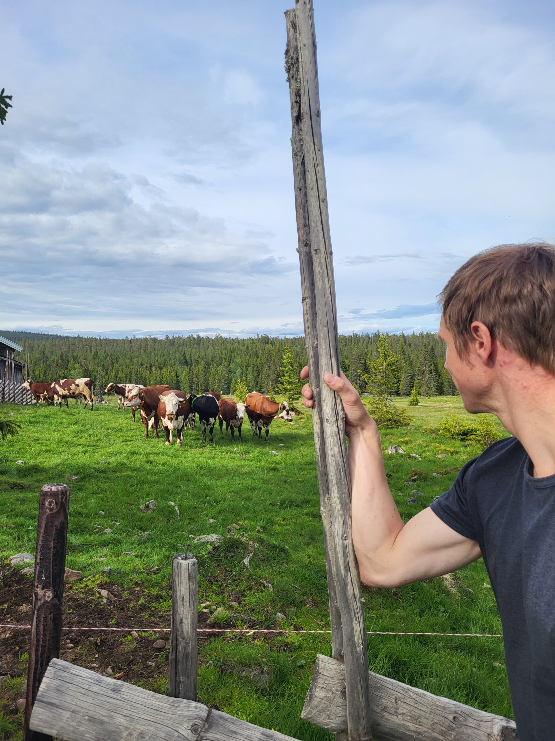 mann som ser på kuer innenfor skigard