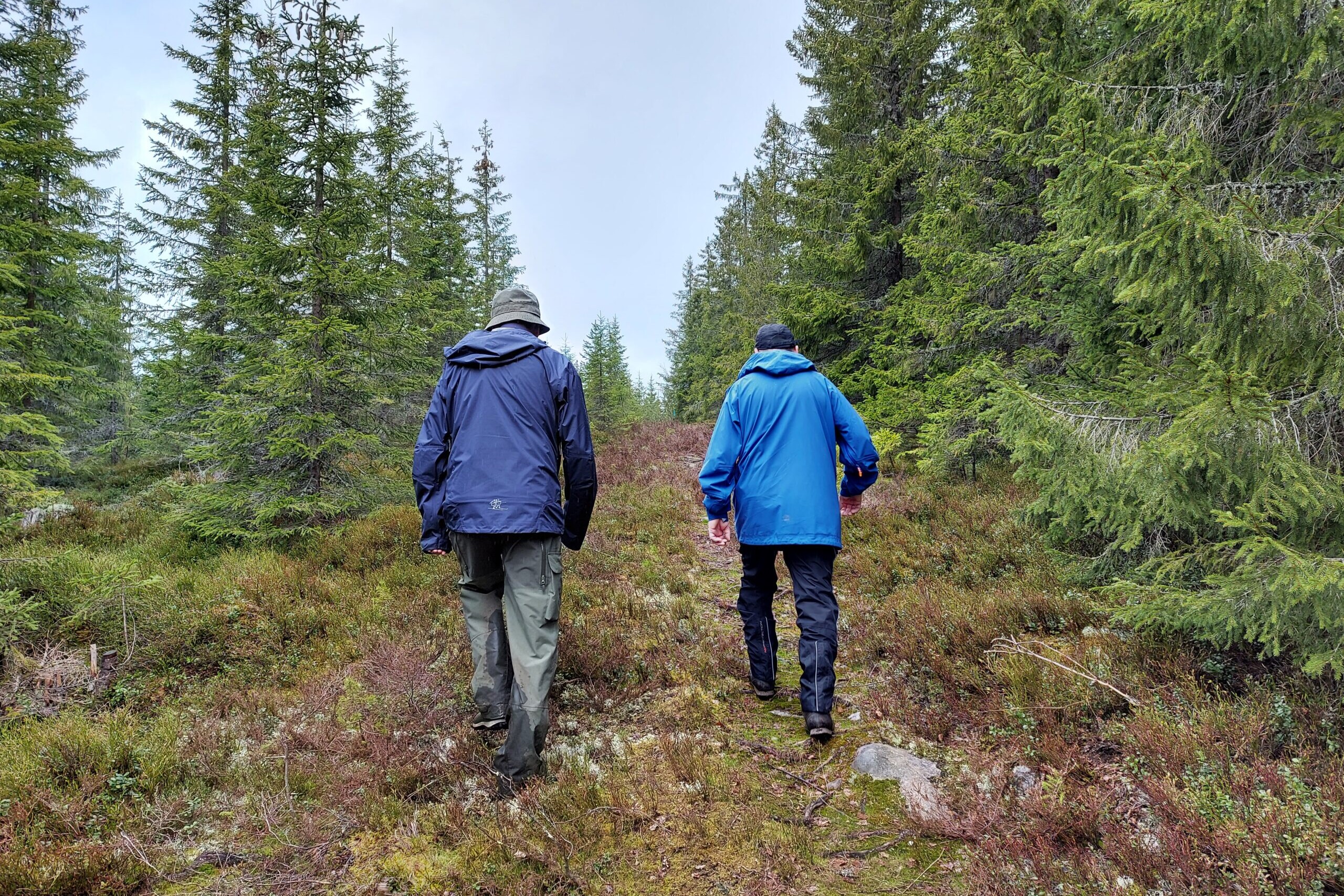 to menn som går tur på bred sti i skog