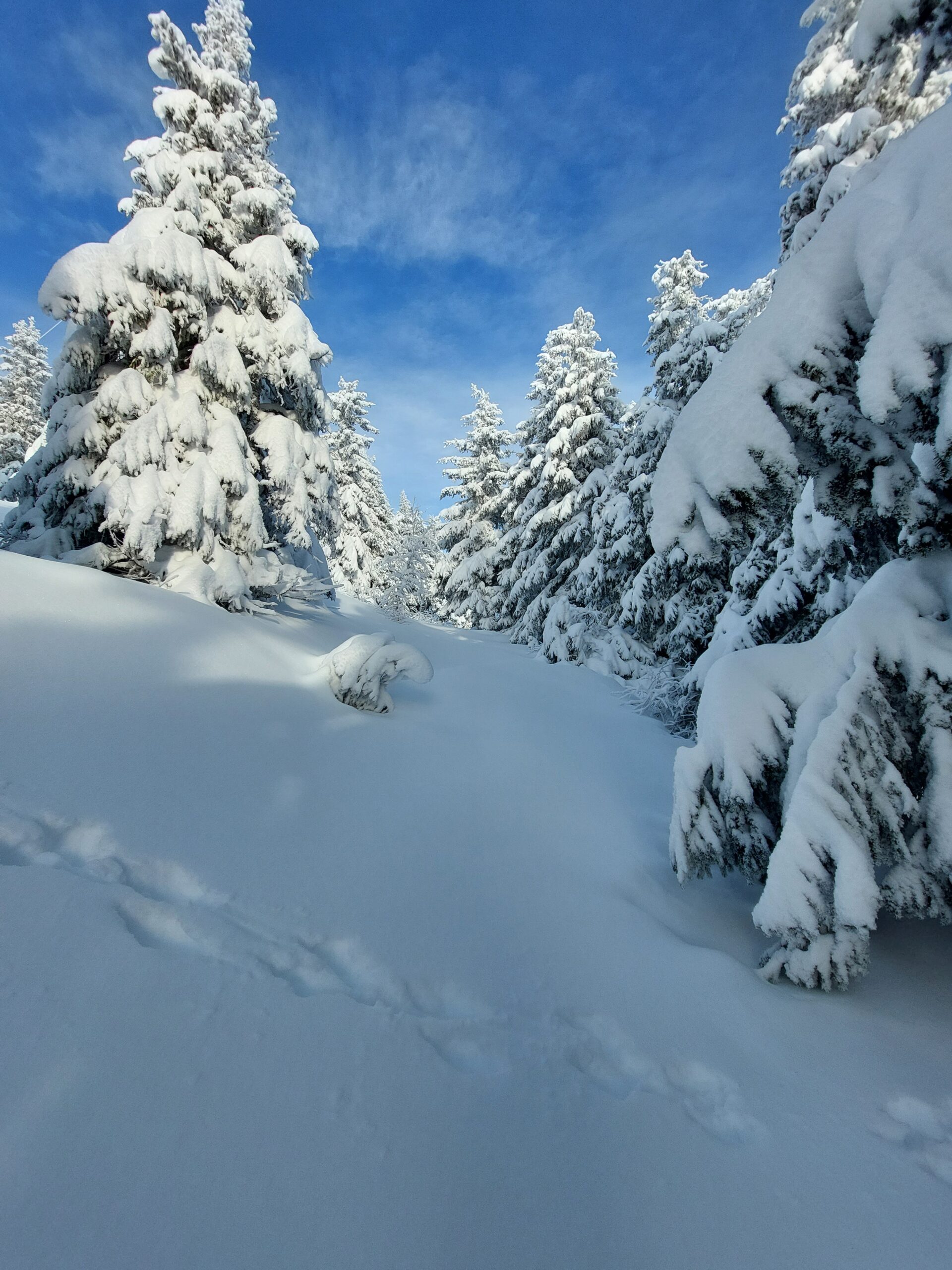 urørt snø, snøtunge trær og dyrespor