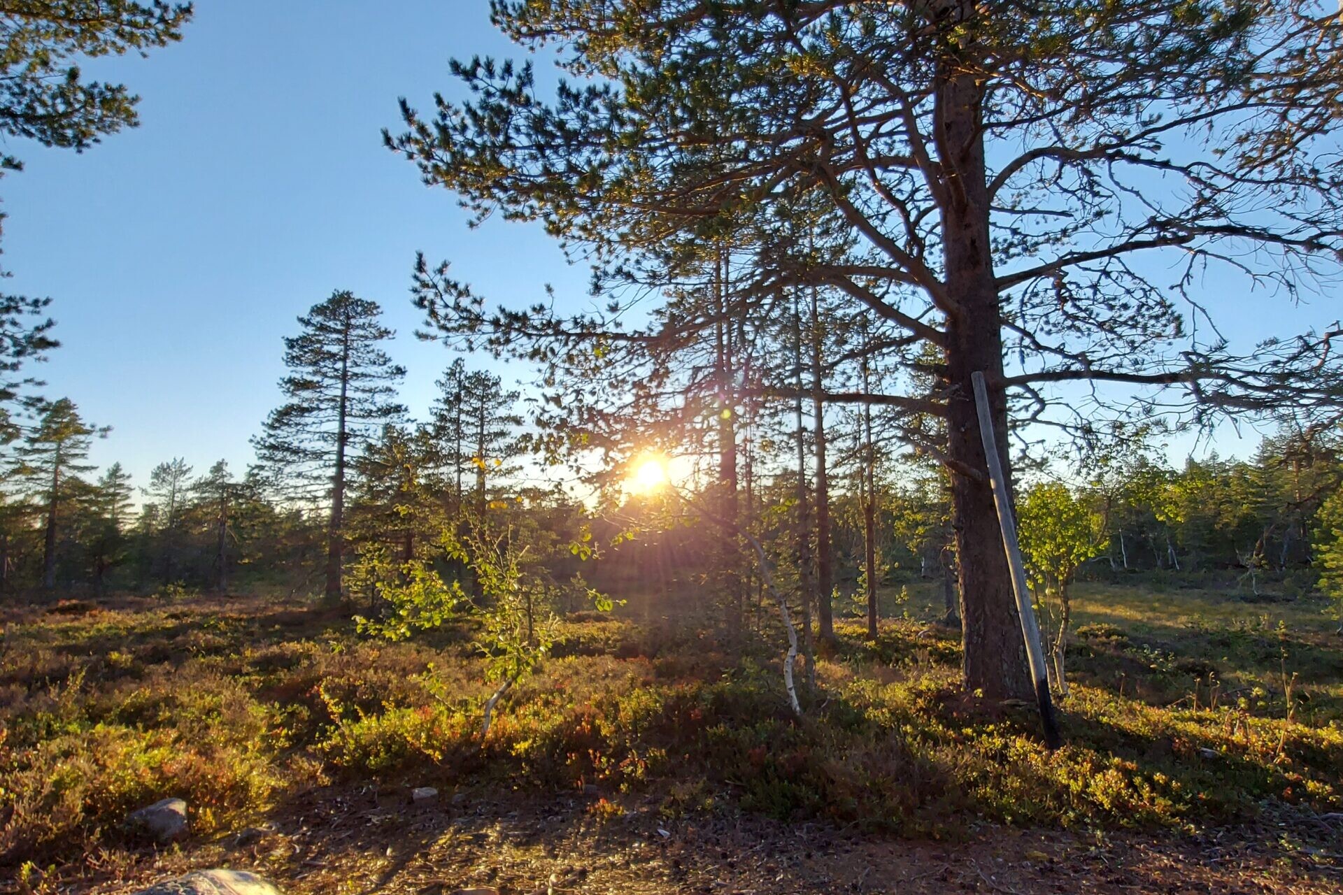 solnedgang i fjellskog