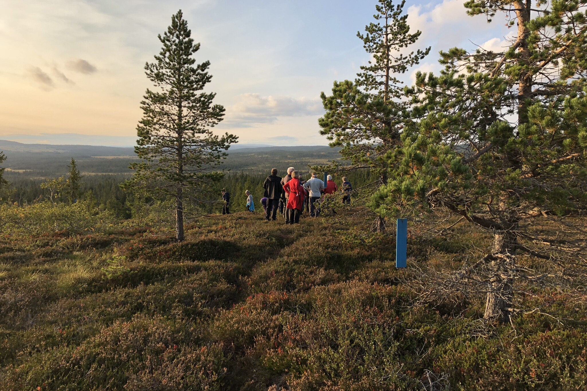 mennesker som går på sti i lyng