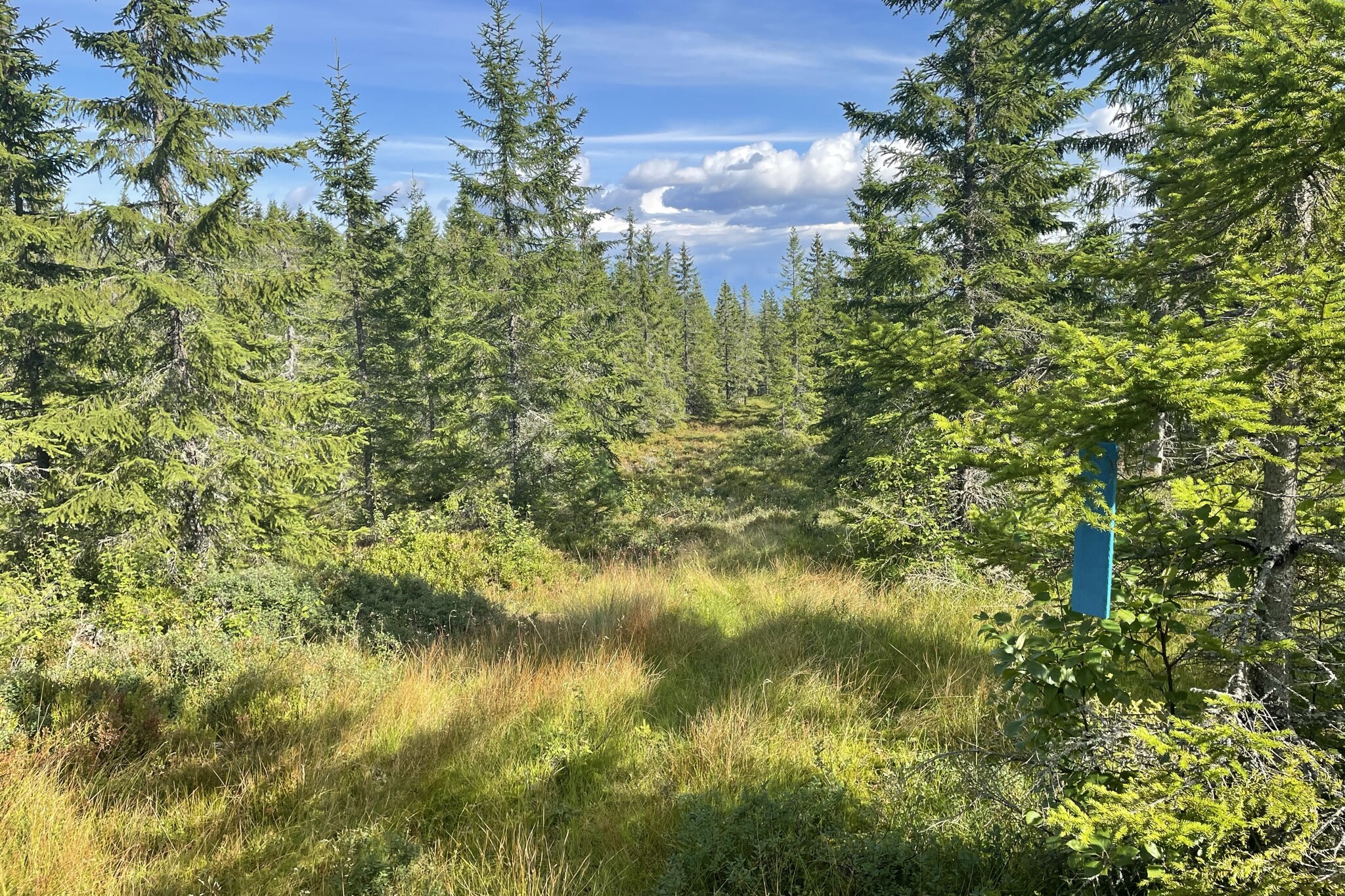 skog med åpent parti i midten med gress