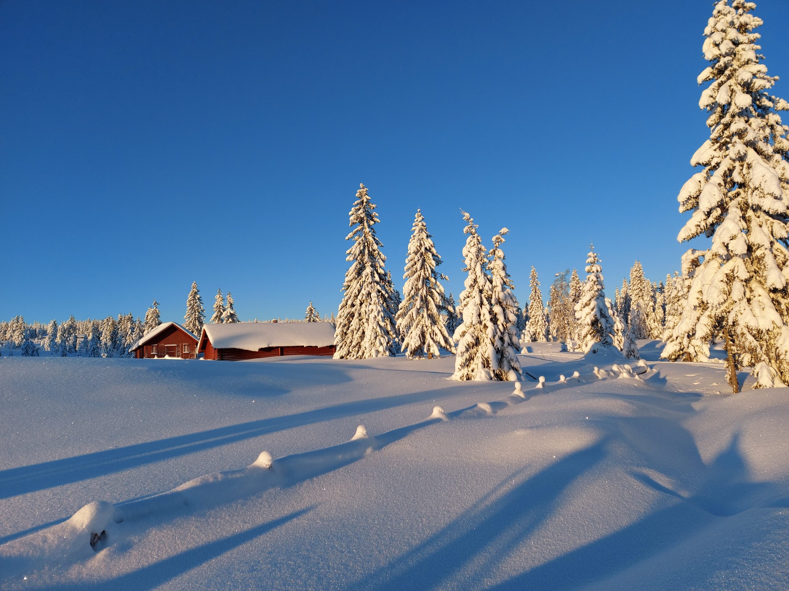 rød hytte i masse nysnø og trær med masse snø på