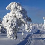 Langrenn på Budor på Østlandet