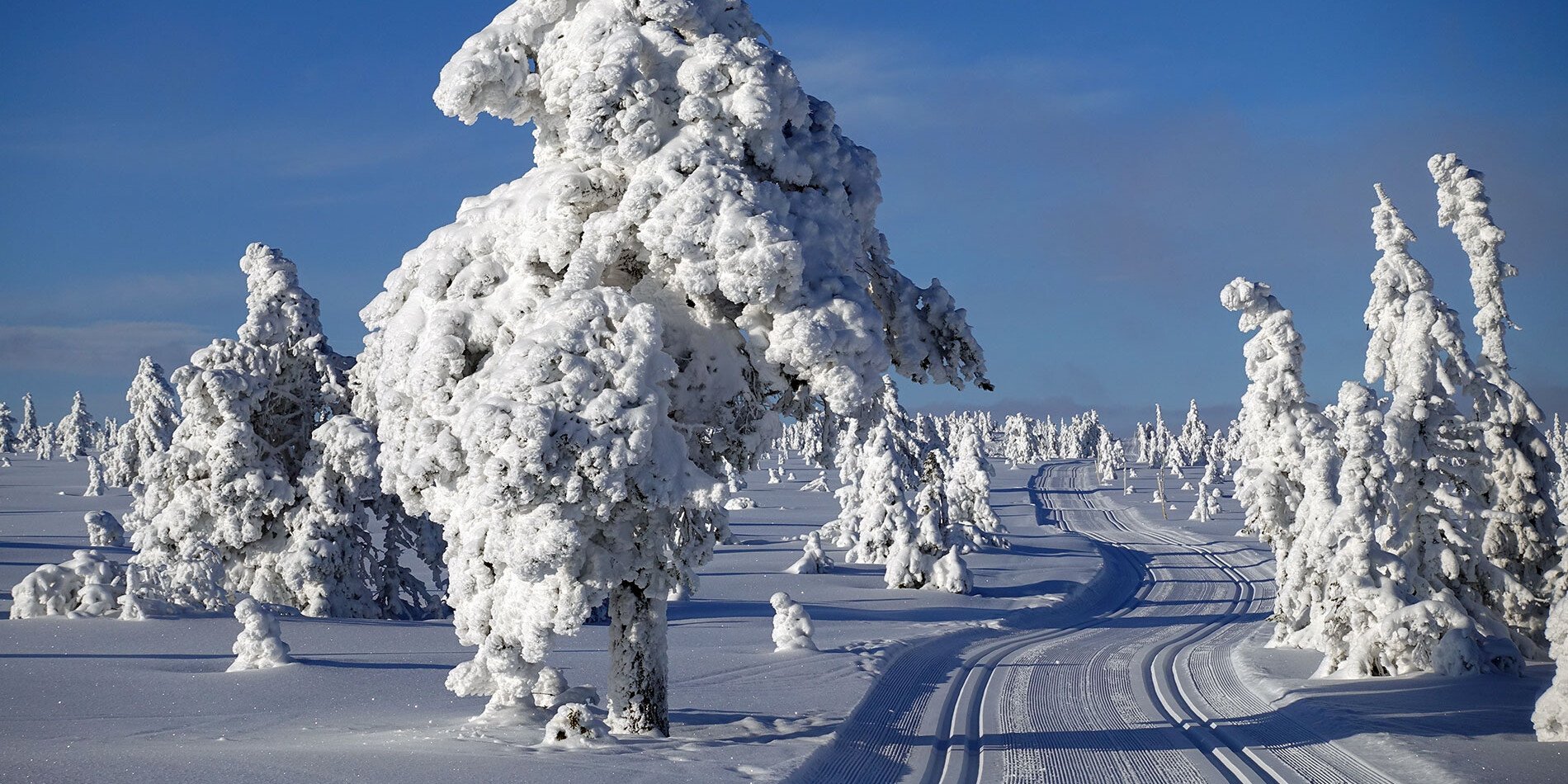 Langrenn på Budor på Østlandet